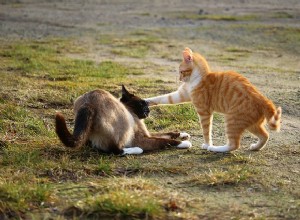 Zastavte kočičí rvačku:pochopte, proč se kočky obvykle perou