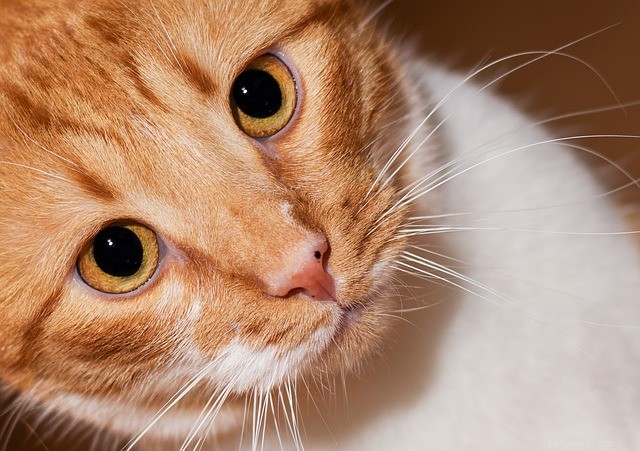 Kattens morrhår:intressanta saker du inte visste