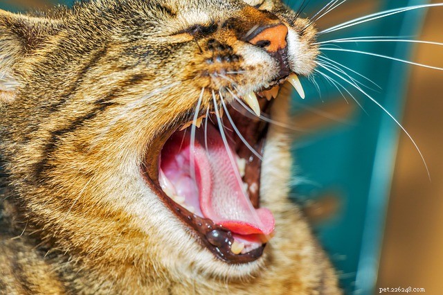 猫の歯周病：原因、症状、予防