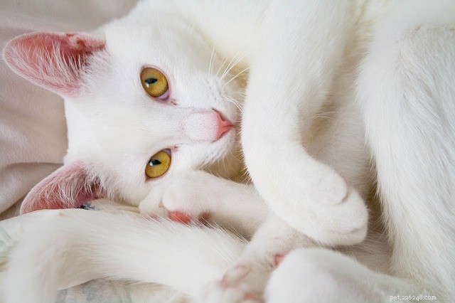 Kočičí kompulzivní porucha:příčiny, příznaky a léčba