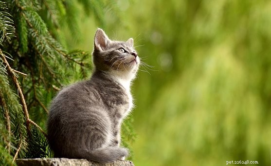 シュワルツシルトの猫：世界でそれは何ですか？！ 