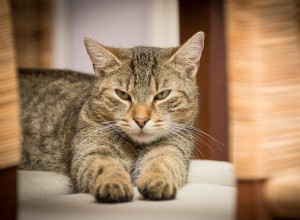 큰 고양이:가장 큰 국내 고양이