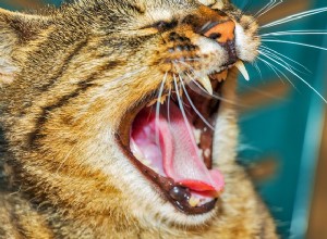 고양이 출혈:원인, 증상 및 치료
