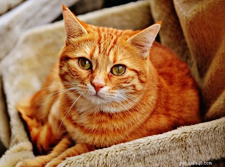 Meme sulla tosse del gatto:tutto ciò che devi sapere