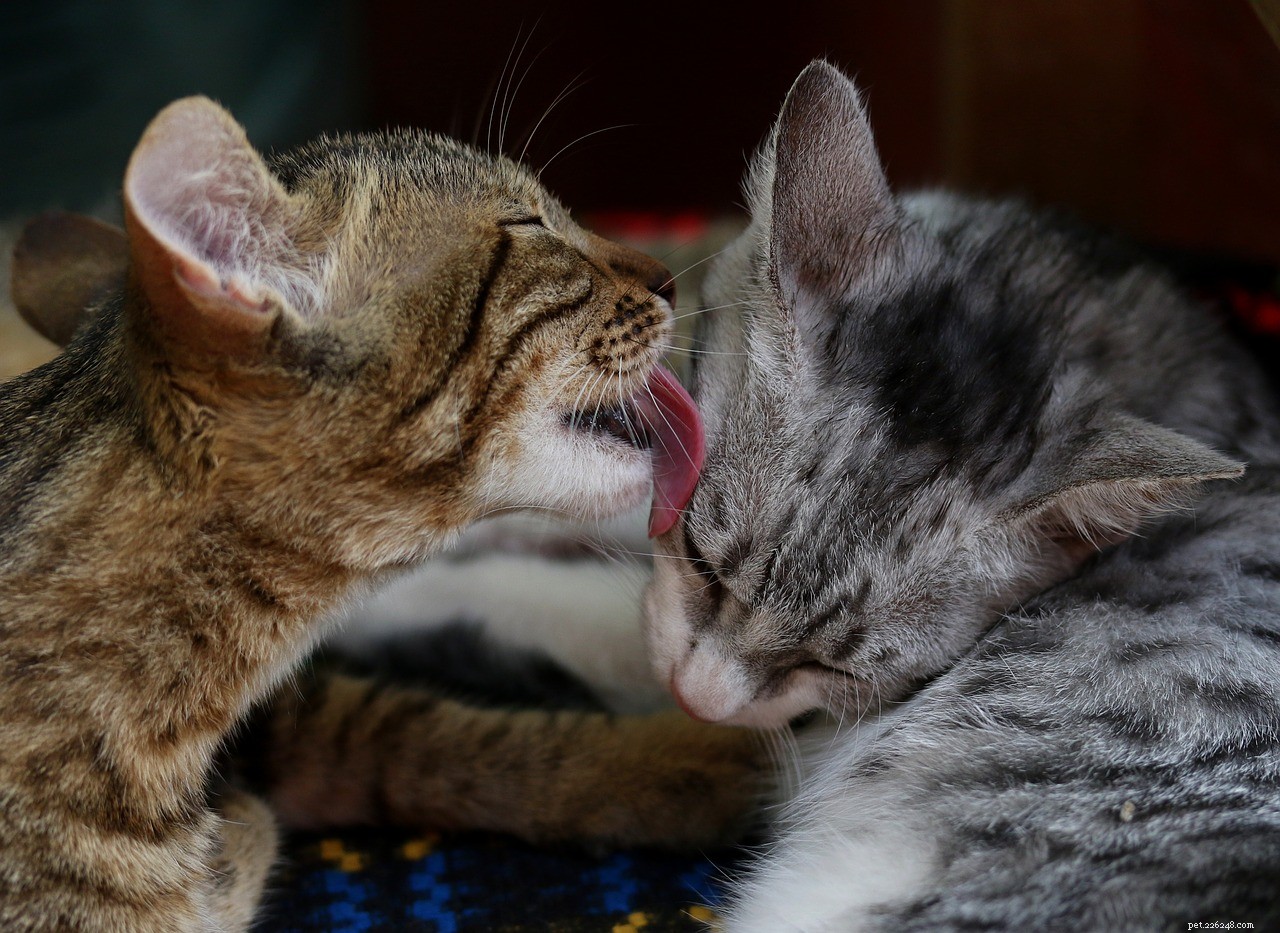 Spiegazione dei comportamenti dei gatti:comportamenti dei gatti comuni e strani