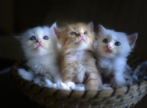 Грыжи у кошек:причины, симптомы и лечение