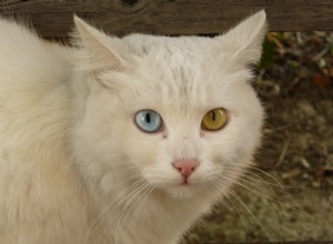 고양이 장난:고양이에게 가장 재미있는 놀이!