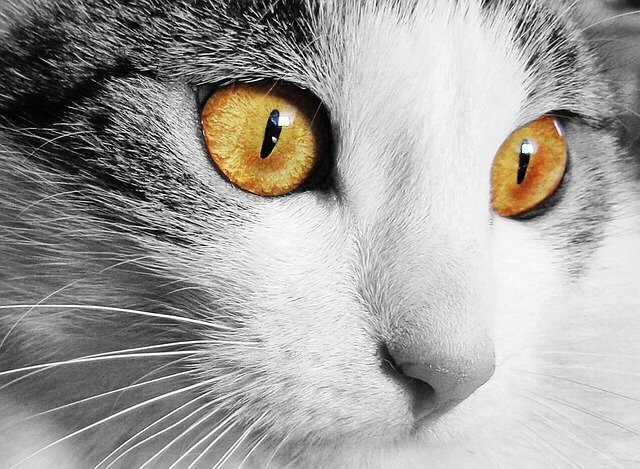 Kočičí oči:kočky mají jedny z nejúžasnějších očí