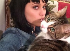 Katy Perry의 새끼 고양이:하늘이 만든 성냥