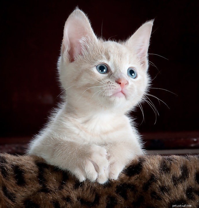 Lijst met kleine katten:de schattigste en schattigste kleine katten