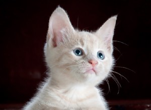 小さな猫のリスト：最もかわいくて最も愛らしい小さな猫 