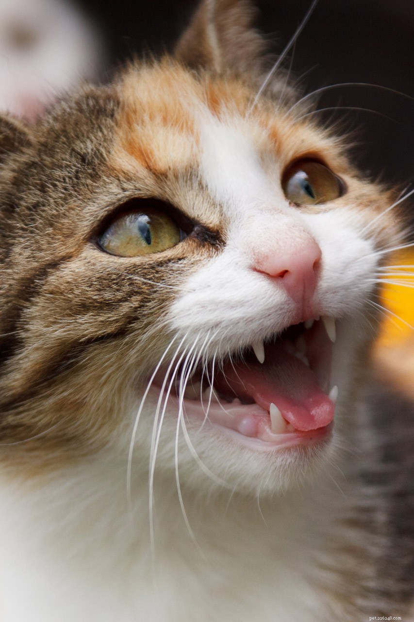 Kittie zal niet stoppen met miauwen:5 redenen waarom