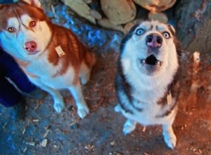 5 manieren om te voorkomen dat uw hond de hele nacht lang blaft