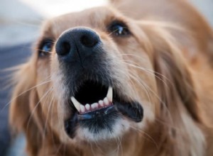 あなたの犬が隣人に吠えるのを止める方法 