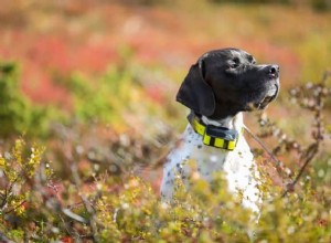 Hoe u uw hond traint om in de tuin te blijven (4 methoden)