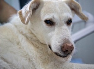 Hoeveel kost het om een ​​hond te chippen?