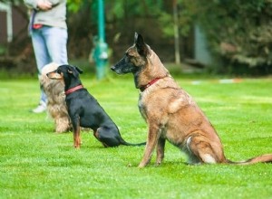 6 redenen waarom honden wegrennen (en hoe dit te voorkomen) 