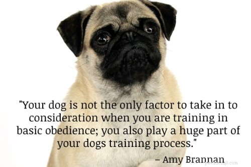 101子犬のトレーニングのヒント：あなたの子犬をトレーニングするための究極のガイド 