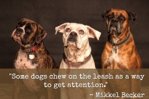 101 consigli per l addestramento dei cuccioli:la guida definitiva per addestrare il tuo cucciolo