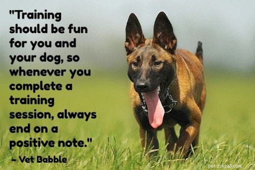 101子犬のトレーニングのヒント：あなたの子犬をトレーニングするための究極のガイド 
