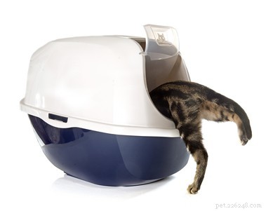 Jak vycvičit kočku k používání odpadkového koše