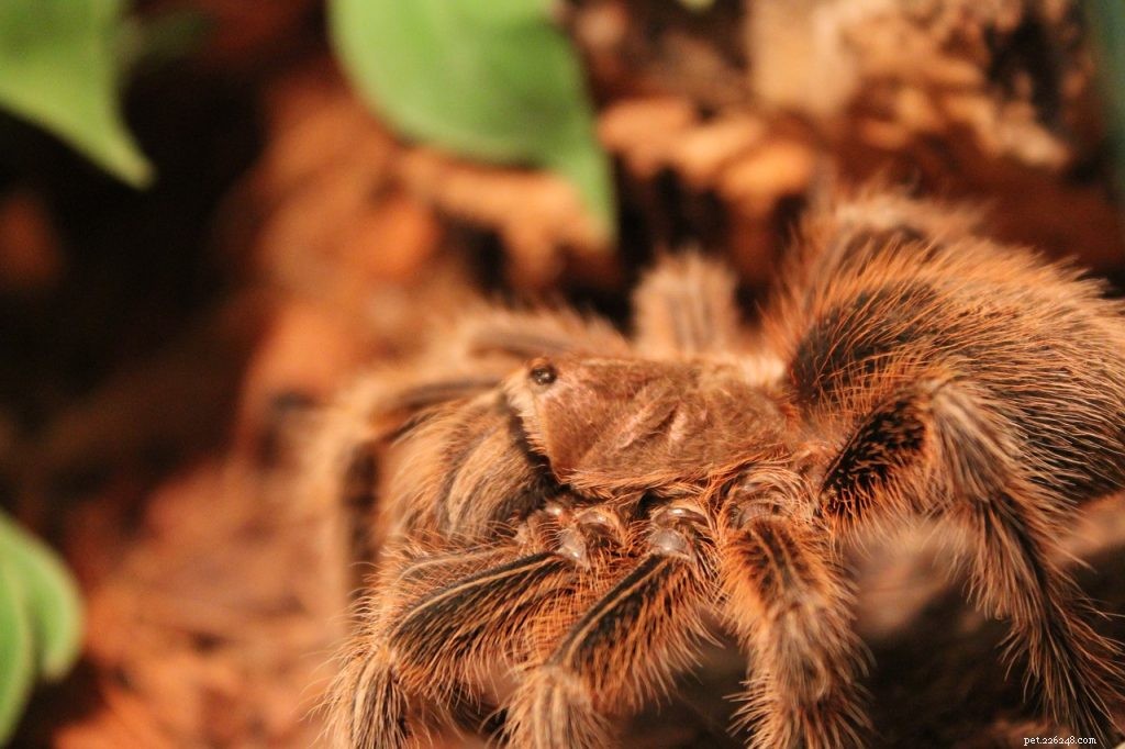 Могут ли тарантулы есть мучных червей?