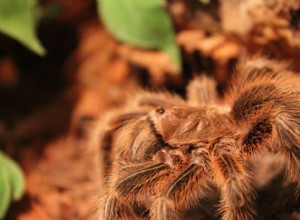 Могут ли тарантулы есть мучных червей?