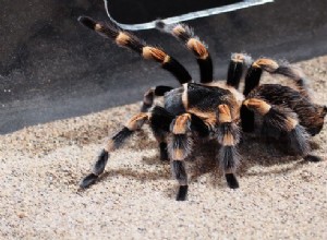 Vochtigheid voor vogelspinnen 