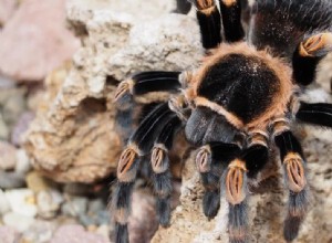 5 règles d or pour positionner votre cage à tarentule