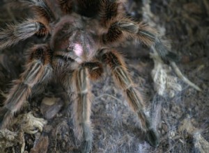 Dingen om te overwegen voordat je een Tarantula koopt