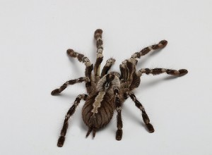 Feuille d entretien des plantes ornementales frangées (Poecilothera ornata)