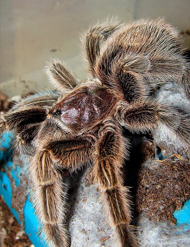 Beste tarantula s voor beginners:wat zijn de beste tarantula s voor huisdieren voor beginners?