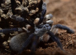 Socotra Island Blue Baboon(Monocentropus balfouri) 케어 시트