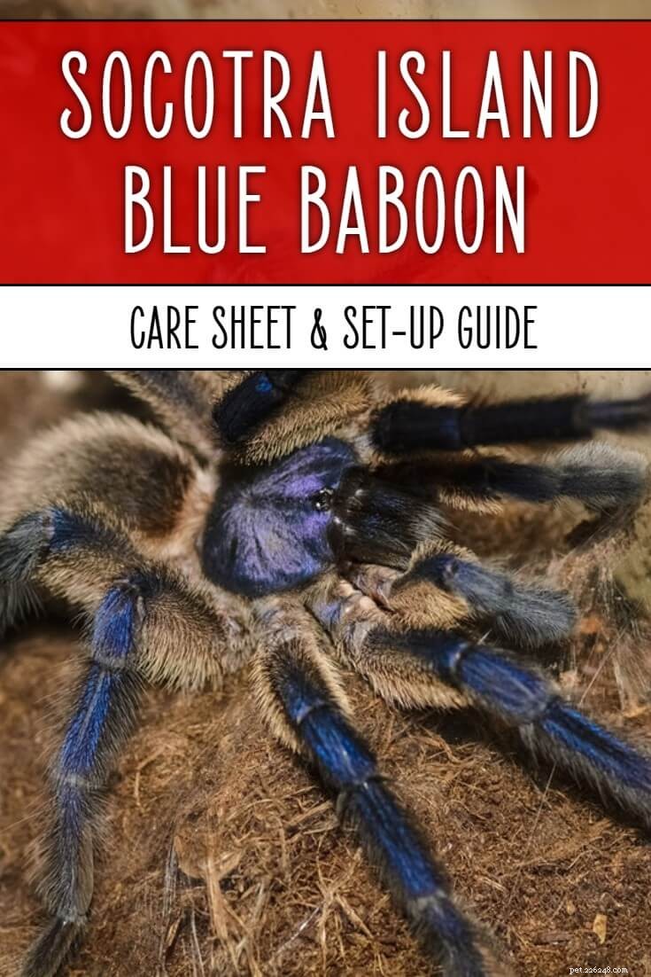Folha de Cuidados do Babuíno Azul da Ilha de Socotra (Monocentropus balfouri)