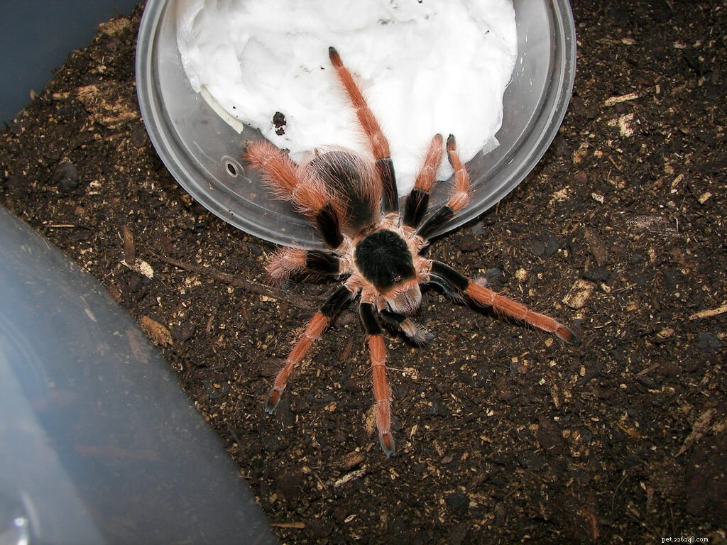 Памятка по уходу за колумбийским гигантским (Megaphobema robustum) тарантулом