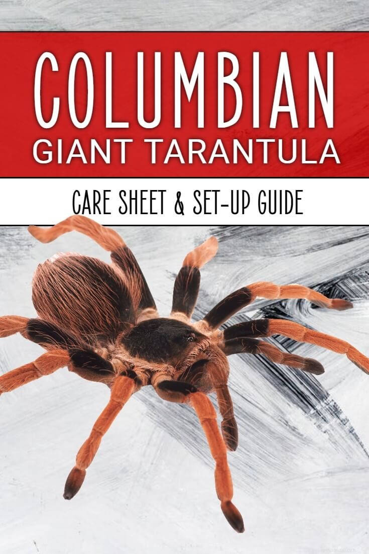 Foglio di cura della tarantola del gigante colombiano (Megaphobema robustum)