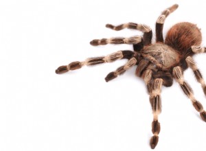 Is een tarantula een goed huisdier?