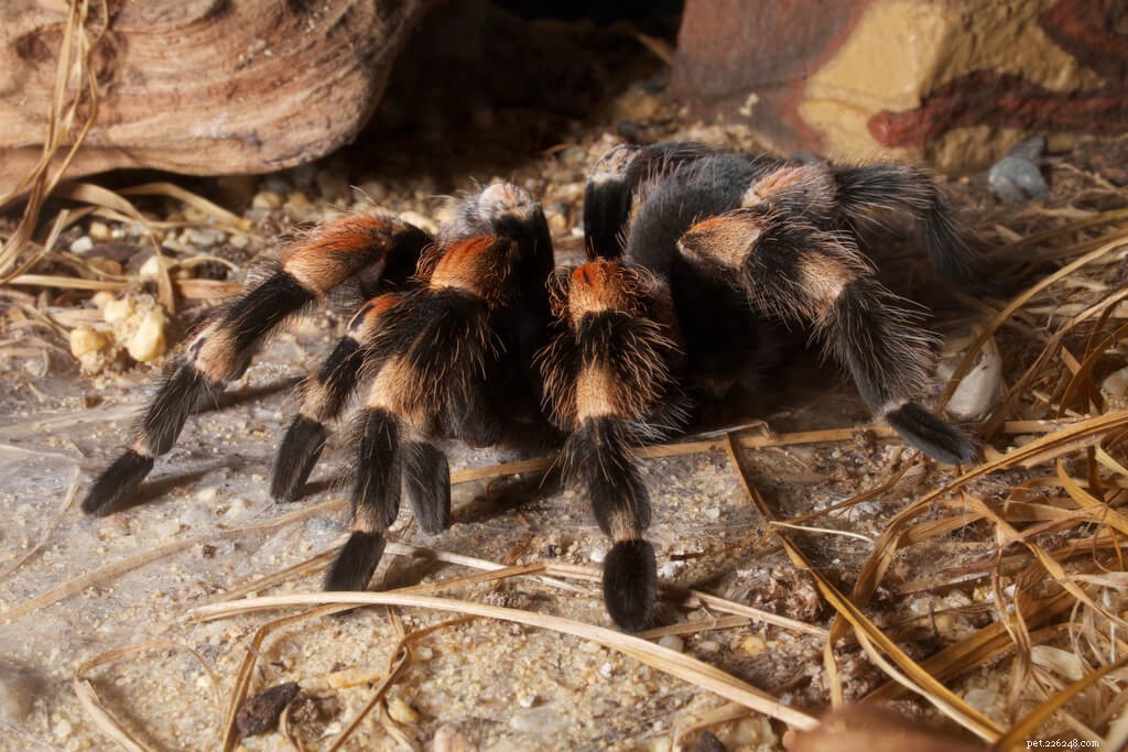 Мексиканский краснокожий тарантул (Brachypelma hamorii), инструкция по уходу
