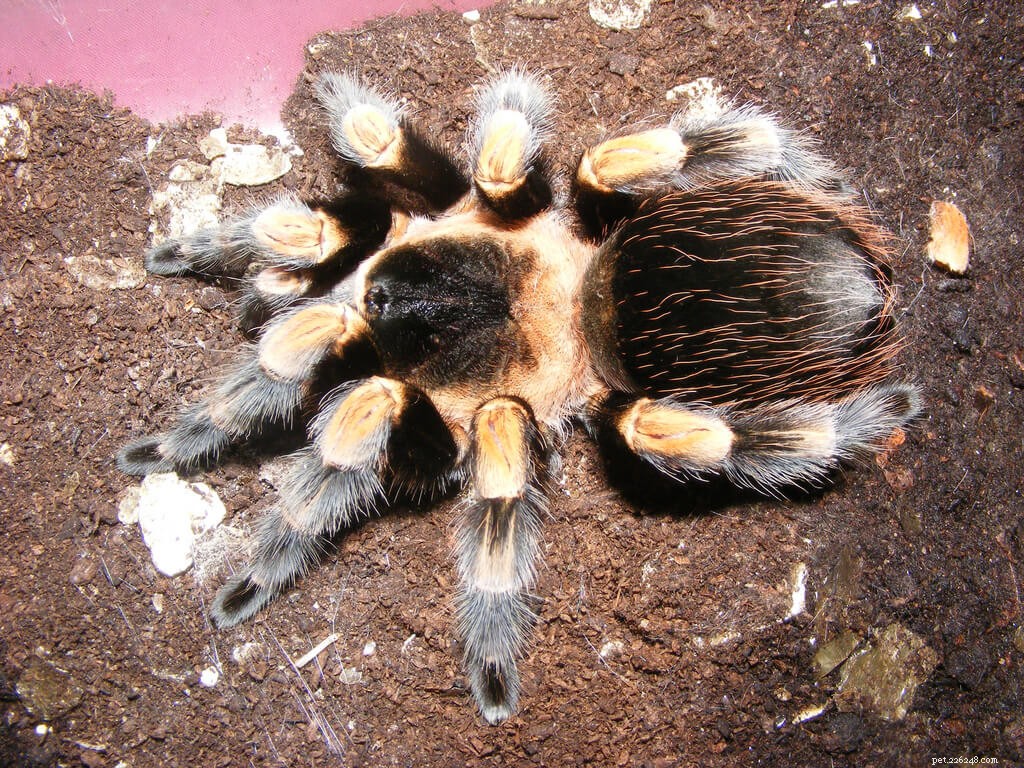 Mexicaanse Rode Knie Tarantula (Brachypelma hamorii) Verzorgingsblad