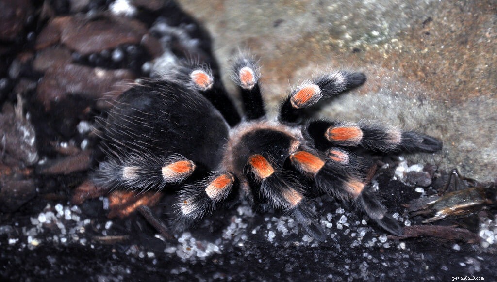 Мексиканский краснокожий тарантул (Brachypelma hamorii), инструкция по уходу