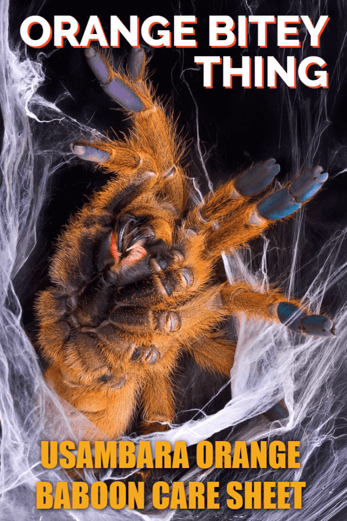 Orange Bitey Thing (OBT) Tarantula Care