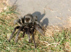 Folha de cuidados de tarântula negra brasileira/grammostola pulchra