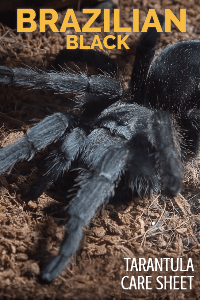 Brazilská černá tarantule / Grammostola pulchra pečující list 