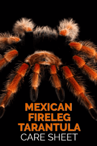 Foglio di assistenza di Fireleg messicano (Brachypelma boehmei)