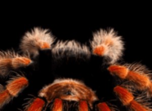 Fiche d entretien de la jambe de feu mexicaine (Brachypelma boehmei)