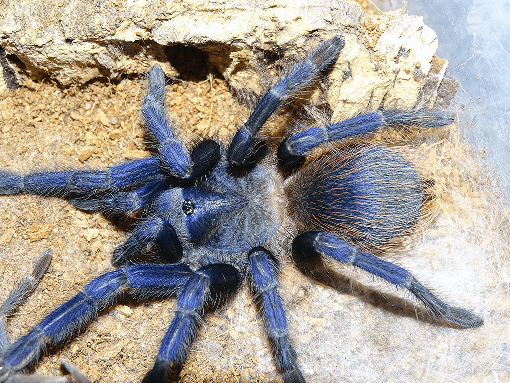 Ošetřovací list Pterinopelma sazimai / Brazilská modrá Tarantule