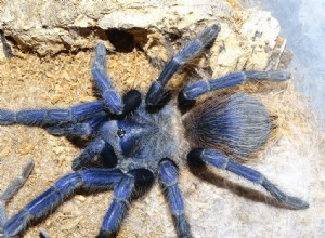 Pterinopelma sazimai / Fiche de soin tarentule bleu brésilien