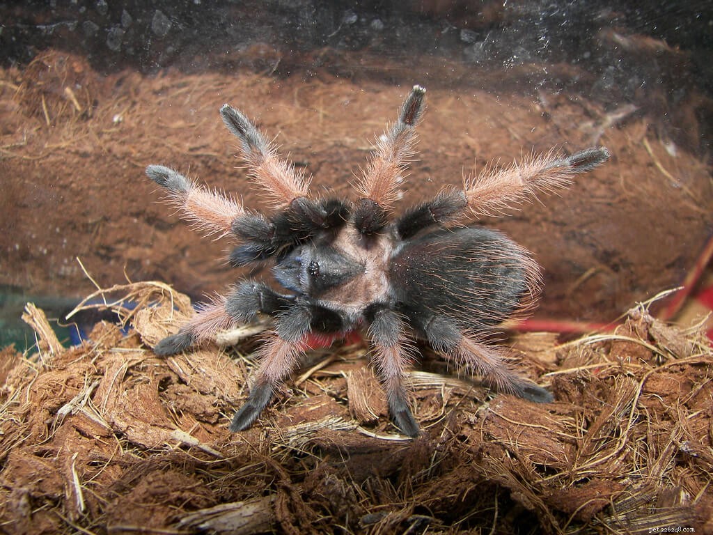 Мексиканский красноногий тарантул (Brachypelma emilia), инструкция по уходу