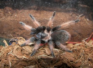 멕시코 붉은 다리 독거미(Brachypelma emilia) 케어 시트