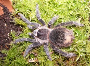 연어 핑크 버드이터(Lasiodora parahybana) 케어 시트